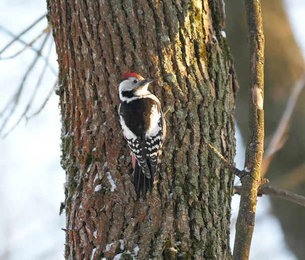 Great Spotted Woodpecker — Stock Photo, Image
