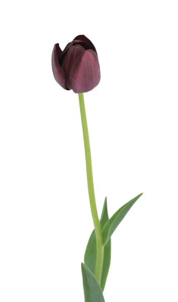 Vinous tulip, isolated — Stock Photo, Image