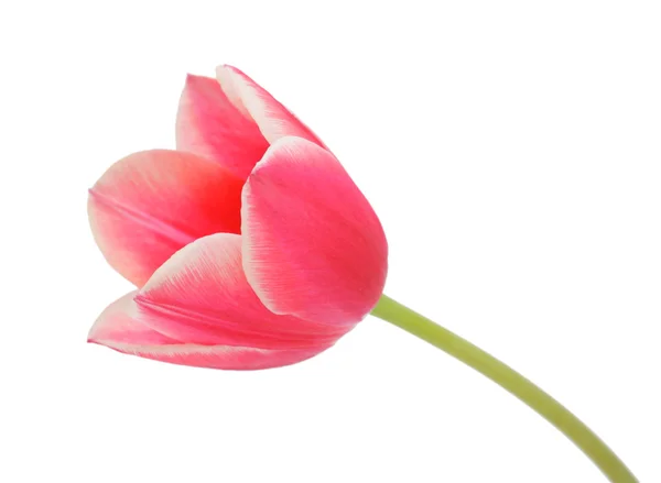 Tulip, isolated — Stock Photo, Image