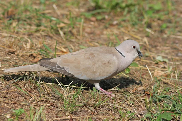 Eurasian Collared Dove — Stock Photo, Image