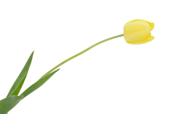 Yellow tulip, isolated — Stock Photo, Image