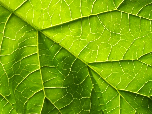 stock image Green foliage