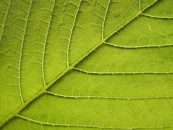 stock image Green foliage