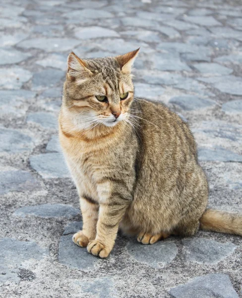 stock image Cat