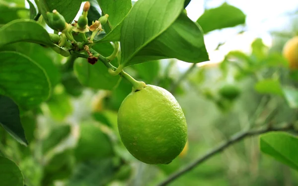 緑のレモン — ストック写真