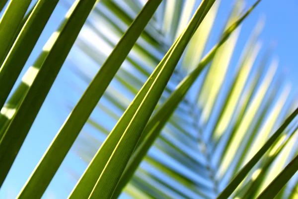 Palmenblätter — Stockfoto
