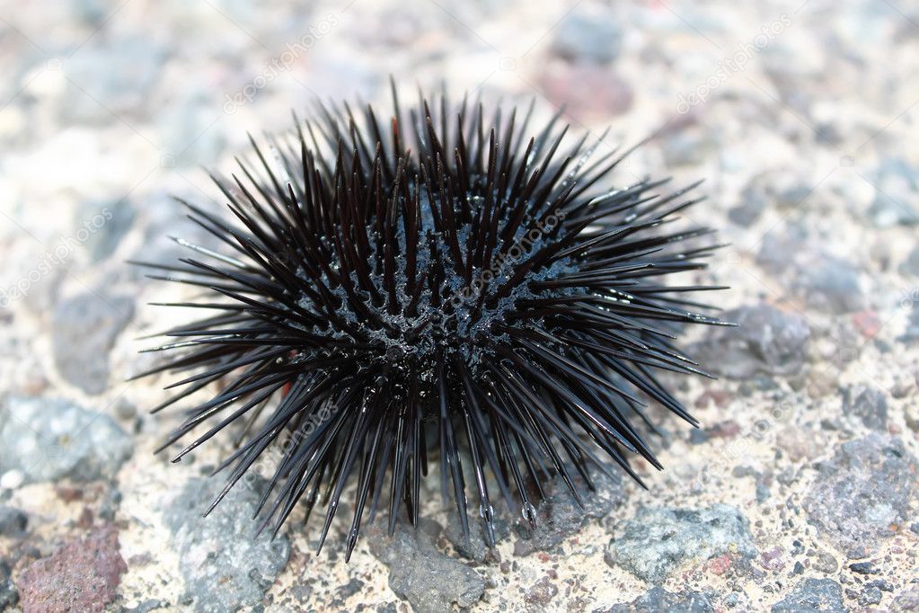 Black urchin