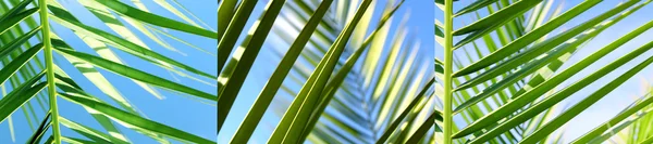 棕榈树枫叶 — 图库照片