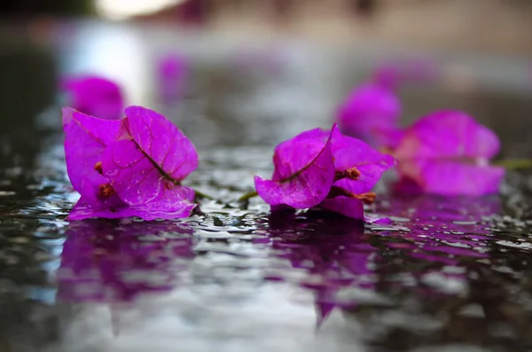 紫色的花 — 图库照片