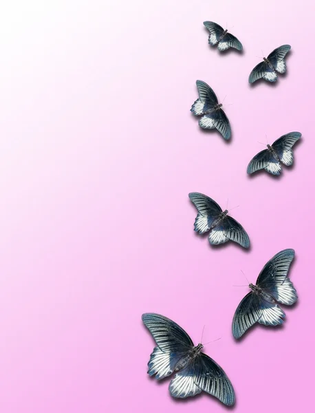 蝴蝶图案 — 图库照片