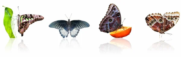 4 borboletas — Fotografia de Stock