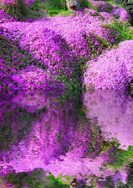 Łąka z kwiatami — Zdjęcie stockowe