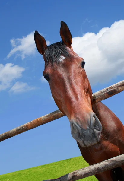 Stock image Horse