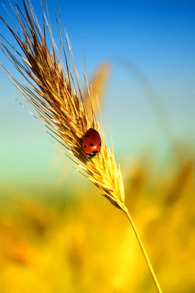 Ear of wheat — Stock Photo, Image