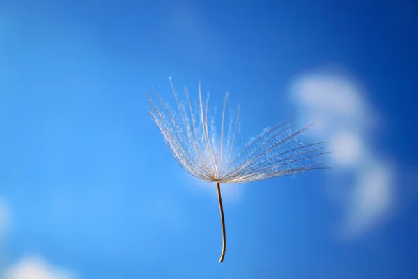 stock image Part of dandelion