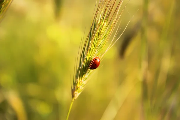 小麦の耳 — ストック写真