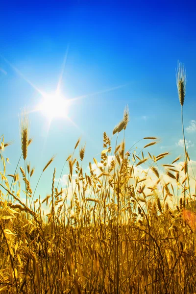 Поле с солнцем — стоковое фото