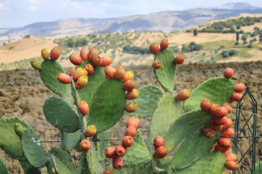 Prickly pear clipart