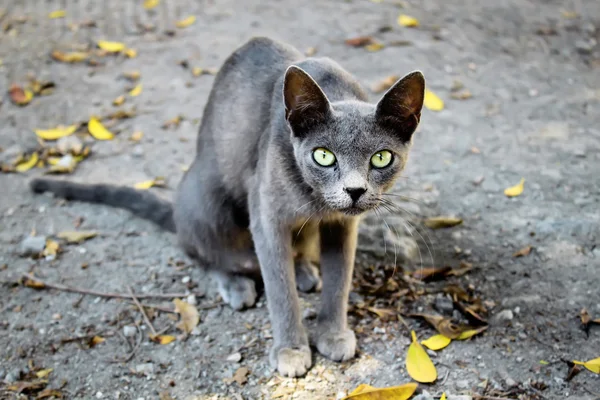 stock image Cat