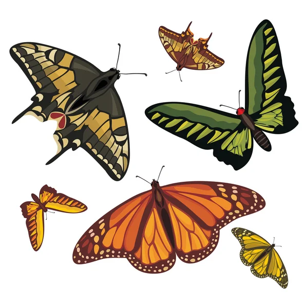 Mariposas realistas diferentes — Archivo Imágenes Vectoriales