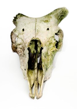 Old animal skull with broken horns again clipart