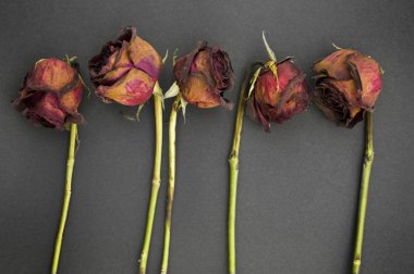 Row of 5 old dried red roses against a d clipart