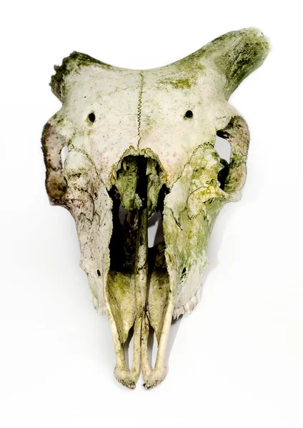Cráneo de animal viejo con cuernos rotos otra vez — Foto de Stock