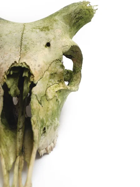 Old animal skull close up against white — Stock Photo, Image