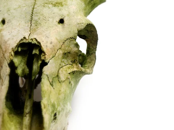 Oude dierlijke schedel dicht tegen Wit — Stockfoto