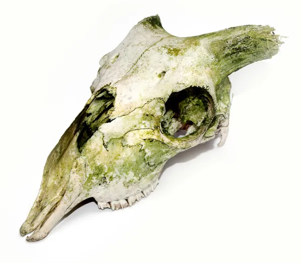Velho crânio animal com chifres quebrados novamente — Fotografia de Stock