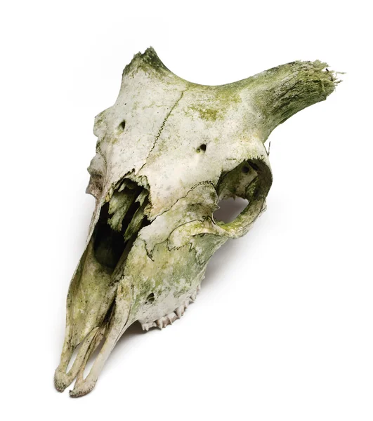 Old animal skull with broken horns again — Stock Photo, Image