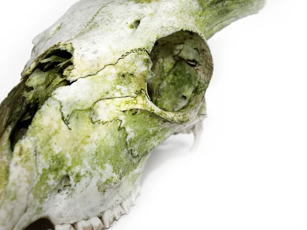 stock image Old animal skull close up against white