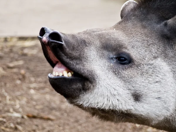 Kocaman bir gülümseme ile Brezilya tapiri u kapatın — Stok fotoğraf