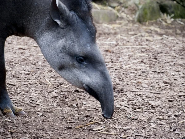 Brezilya tapiri besleme kadar kafa de kapatın. — Stok fotoğraf