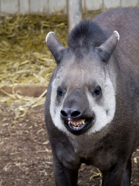 Tapir brasiliano con un grande sorriso vicino u — Foto Stock