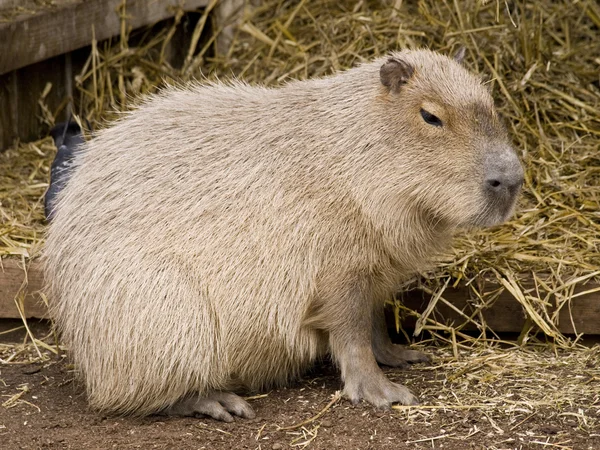Lindo roedor capibara contra un bac de paja — Foto de Stock