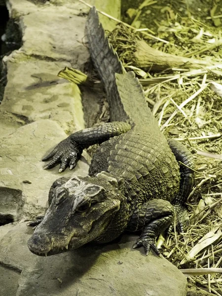 Large crocodile crawling across some sto — Stock Photo, Image
