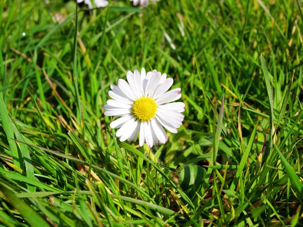 stock image Close up of a spring daisy flower