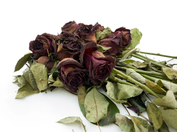 Old dried red roses against a white back — Stock Photo, Image