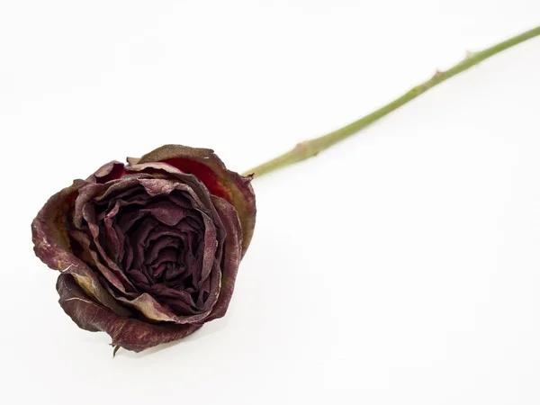 Старая высохшая красная роза на белом спинке — стоковое фото