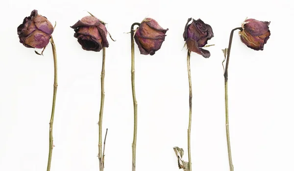 stock image Row of 5 old dried red roses against a w