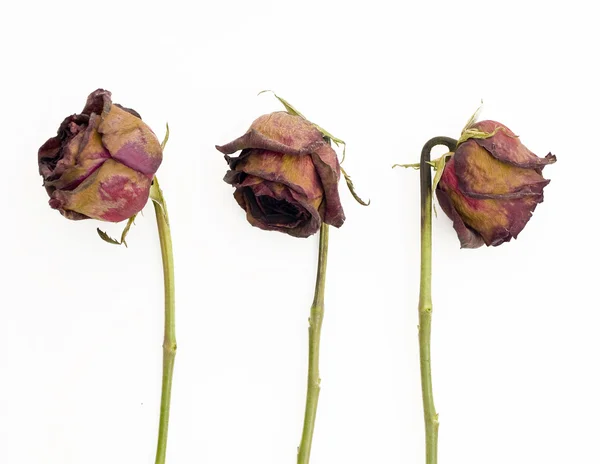 Row of 3 old dried red roses against a w — Stock Photo, Image