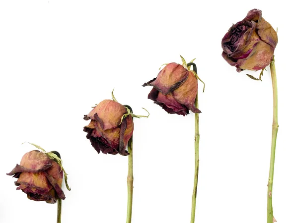 Row of 4 old dried red roses against a w — Stock Photo, Image