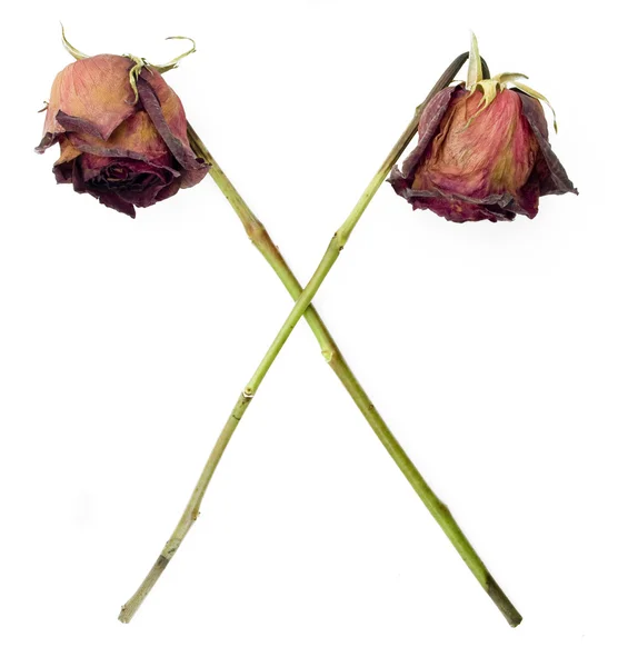Oude gedroogde rozen in een kruis symbool agains — Stockfoto