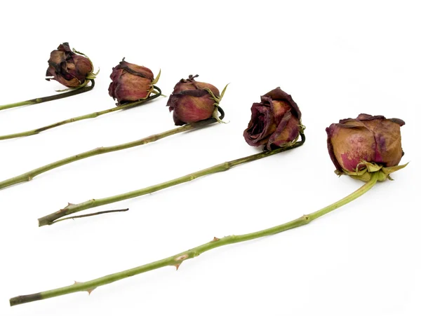 Row of 5 old dried red roses against a d — Stock Photo, Image