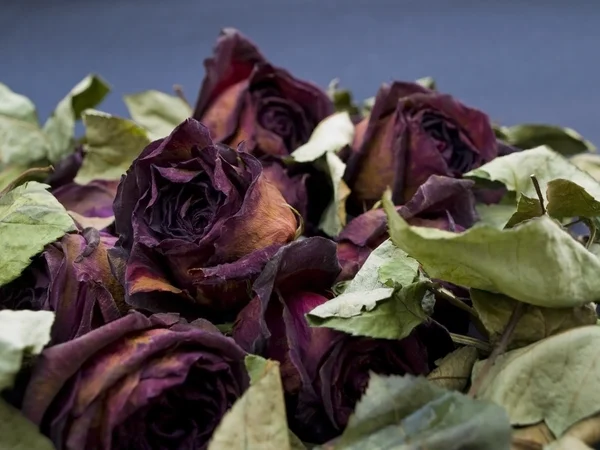 Старые сушеные красные розы на темном спинке — стоковое фото