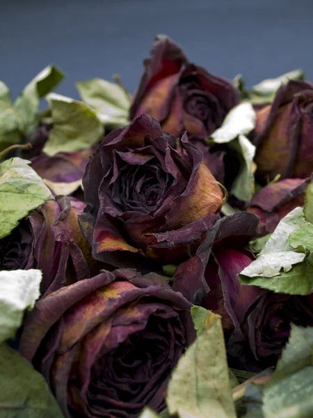 Alte getrocknete rote Rosen vor dunklem Hintergrund — Stockfoto