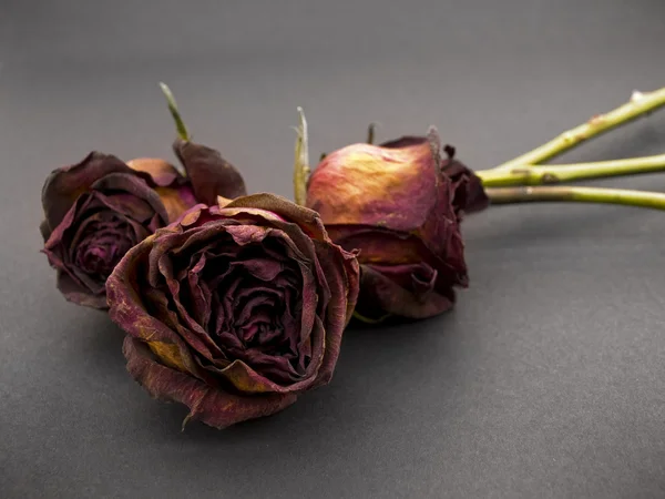 Alte getrocknete rote Rosen vor dunklem Hintergrund — Stockfoto