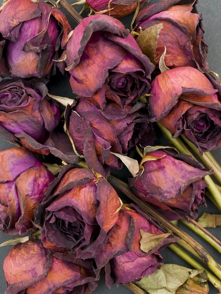 Старые сушеные розы против темной спинки — стоковое фото