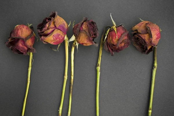 Rij van 5 oude gedroogde rode rozen tegen een d — Stockfoto